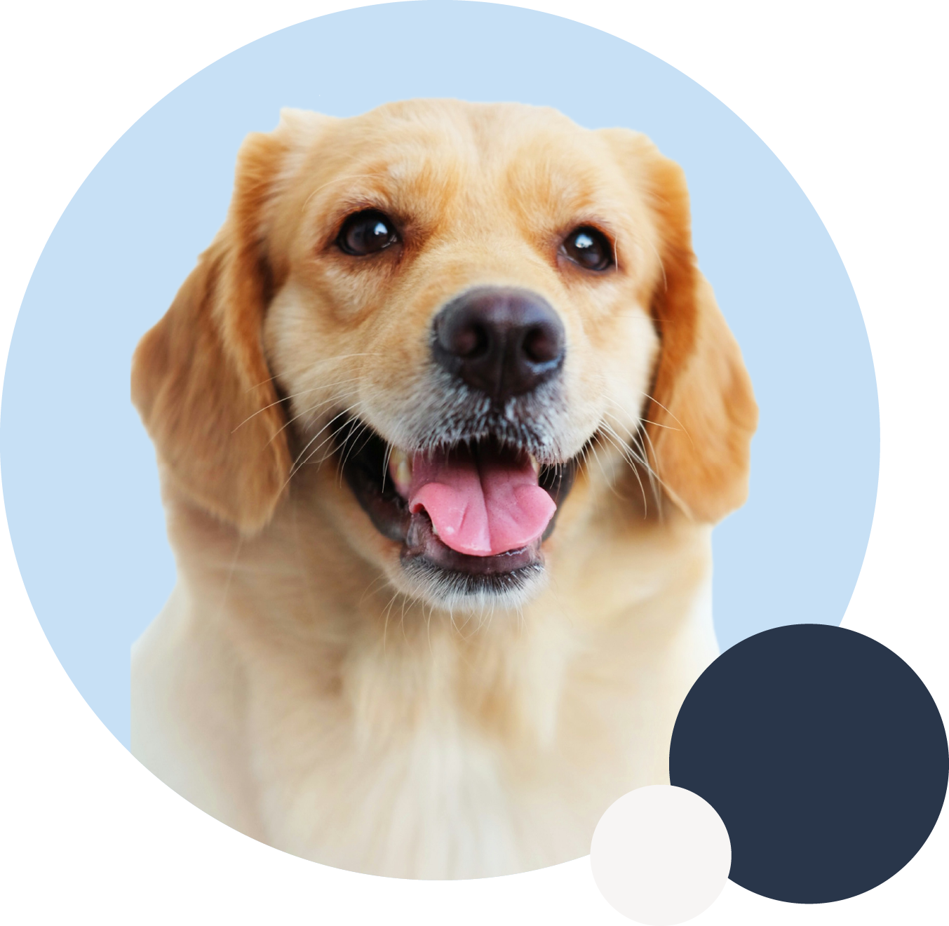 Happy dog ready for grooming